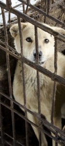 Voiceless Friends - An Undercover Investigation by Animal Equality « Dog meat trade